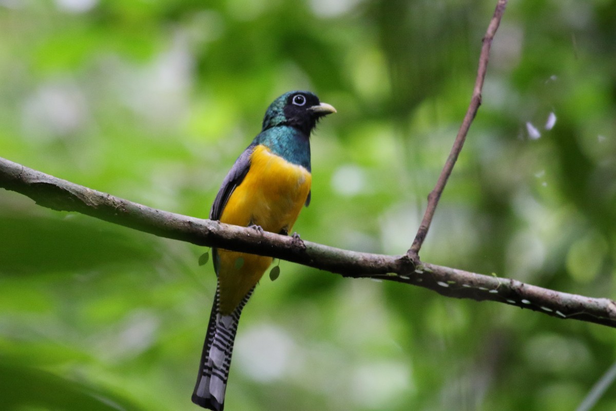 Trogon de Cabanis - ML642253126