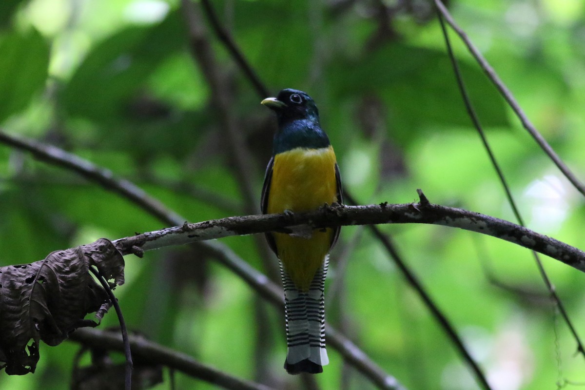 Trogon de Cabanis - ML642253128