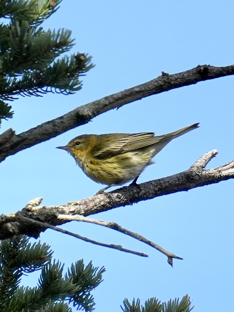 Cape May Warbler - ML642253138