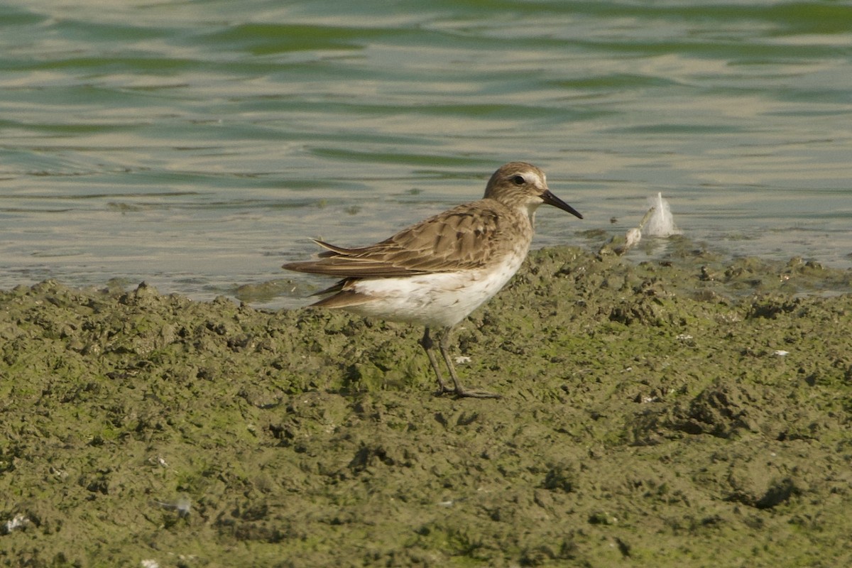 bonapartesnipe - ML642253148