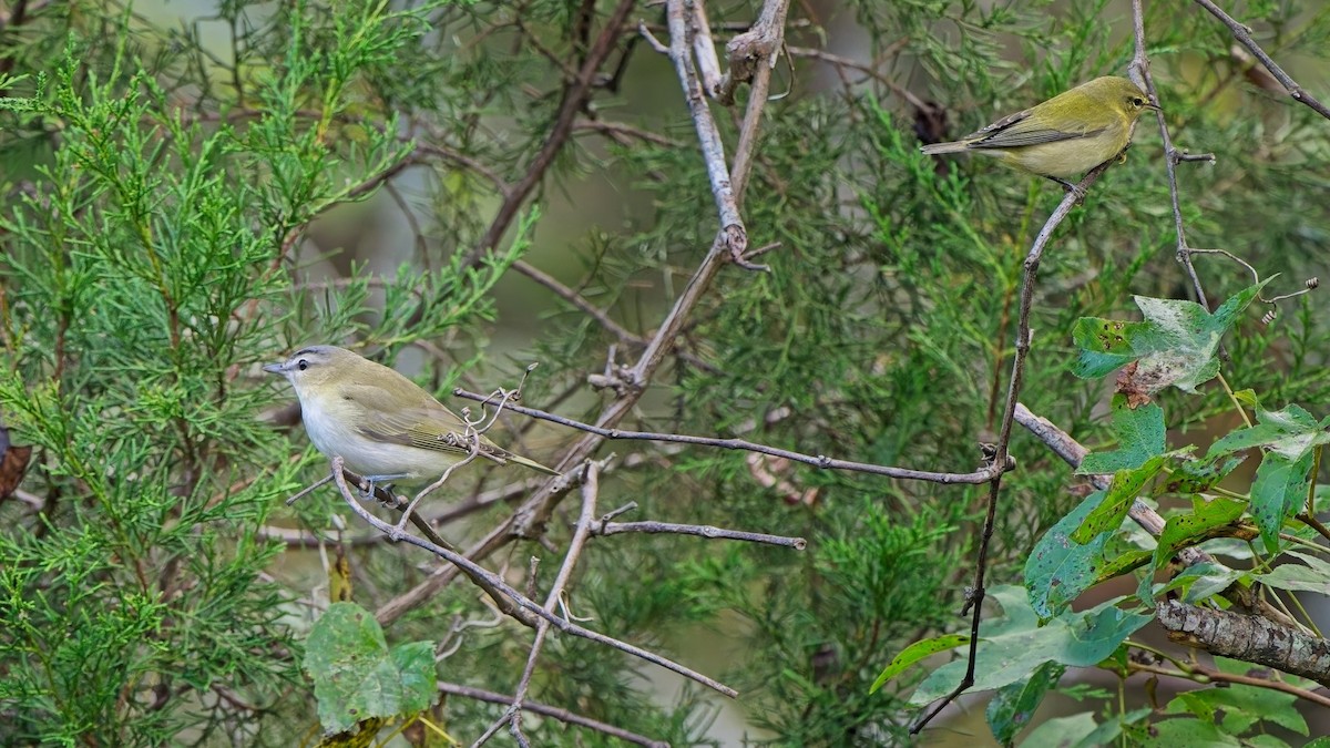 Red-eyed Vireo - ML642253155