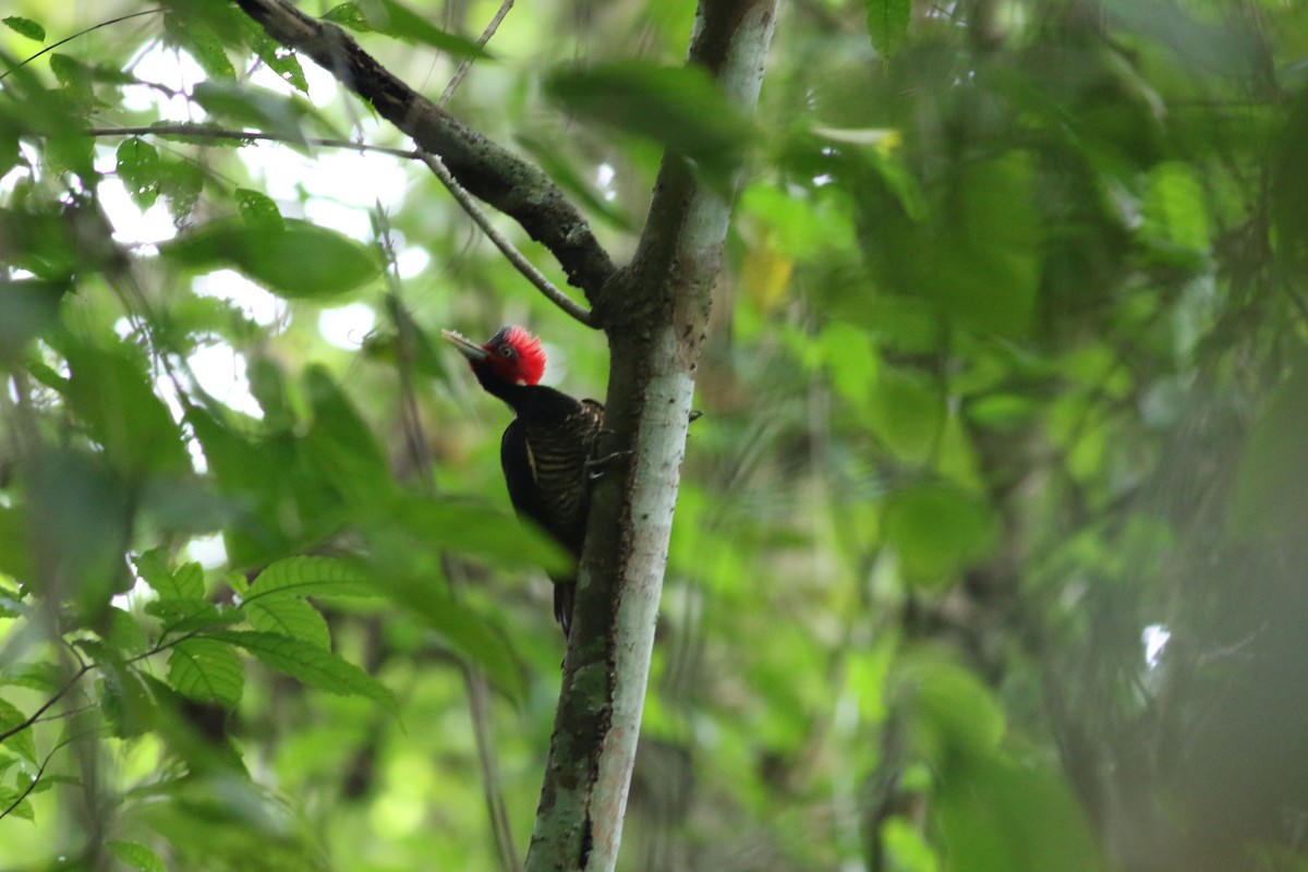 Pale-billed Woodpecker - ML642253165