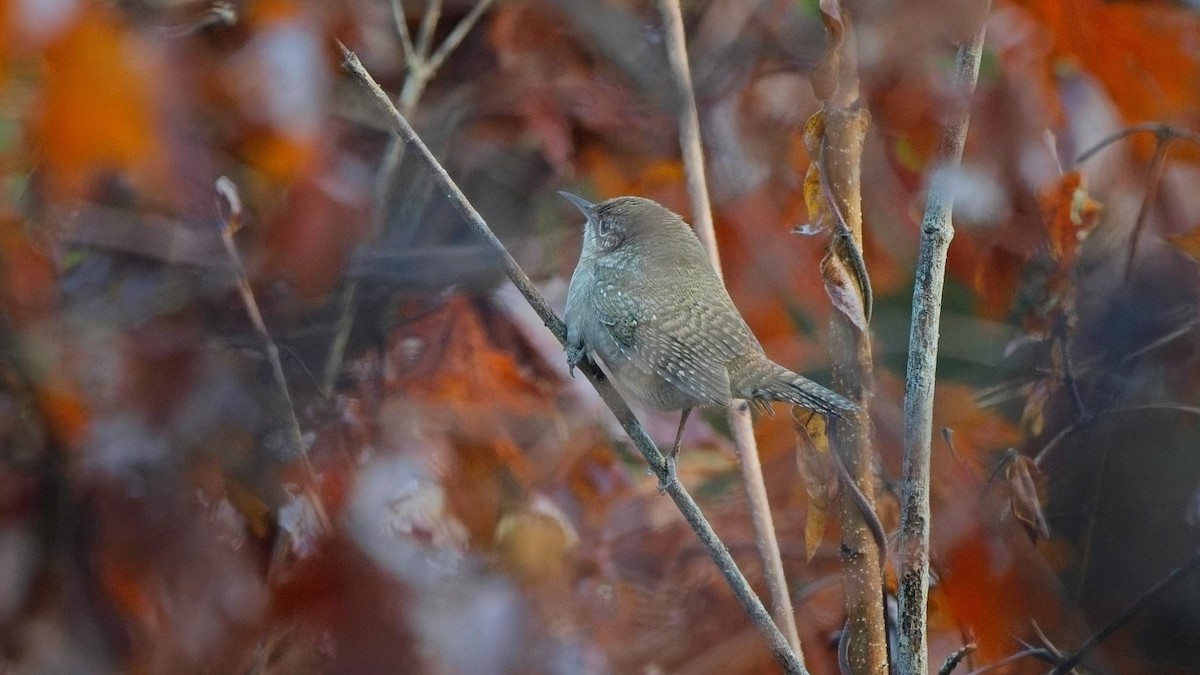 Northern House Wren - ML642253179