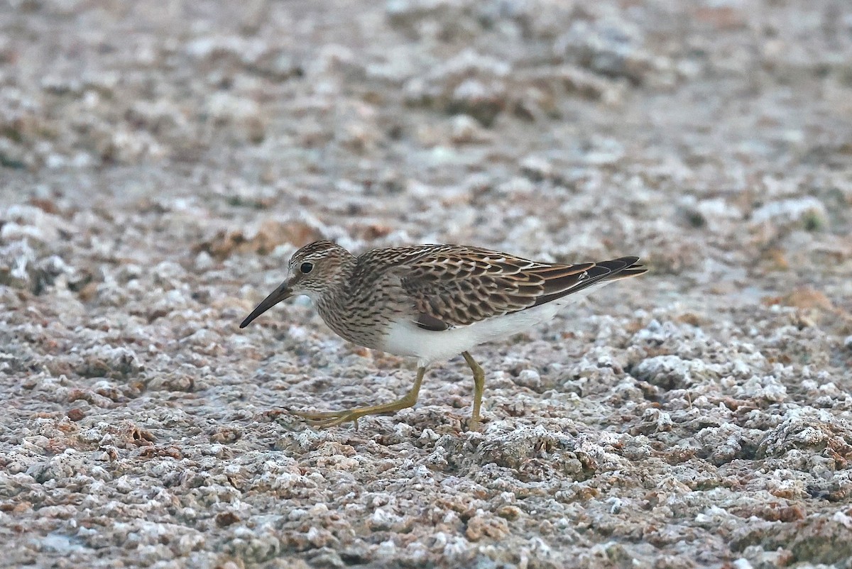 Pectoral Sandpiper - ML642253200