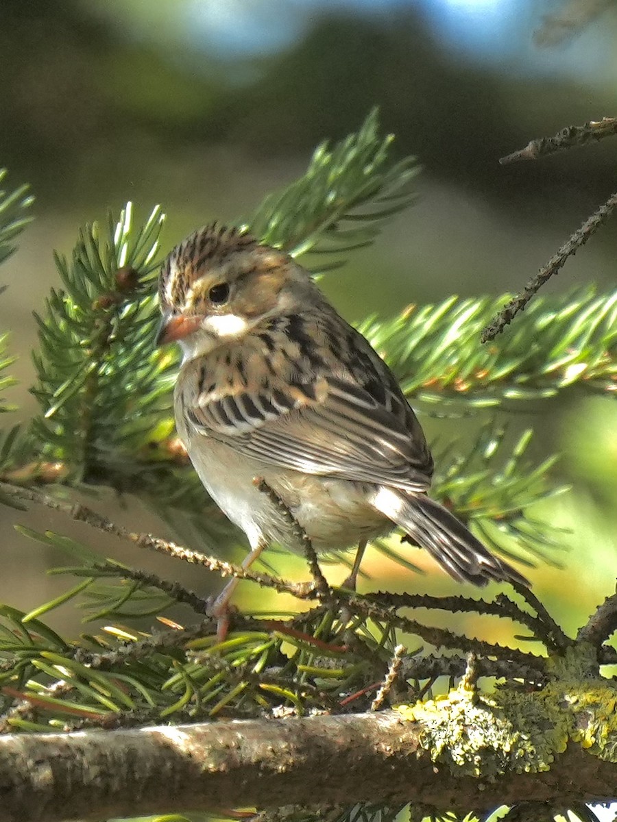 Clay-colored Sparrow - ML642253201