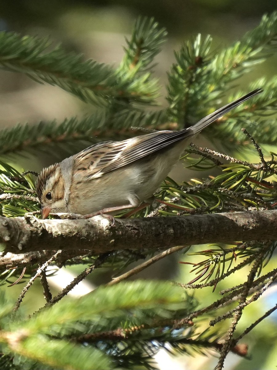 Clay-colored Sparrow - ML642253202