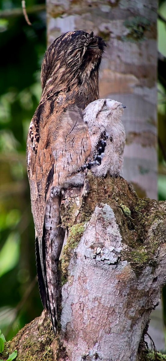 Common Potoo - ML642253206