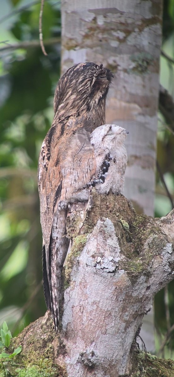 Common Potoo - ML642253207