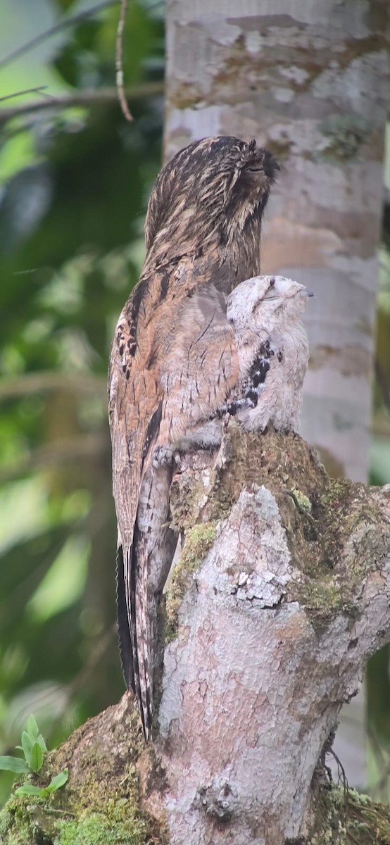 Common Potoo - ML642253208