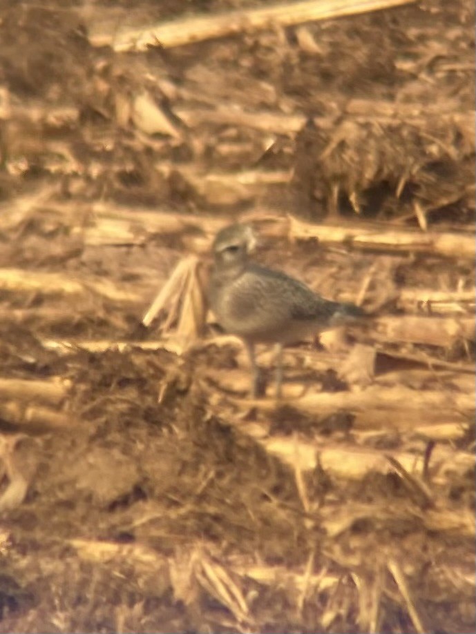 American Golden-Plover - ML642253223