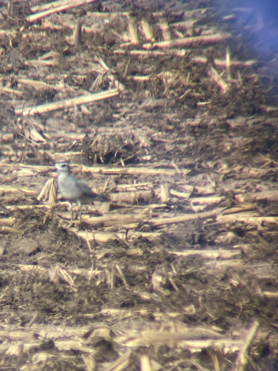 American Golden-Plover - ML642253224