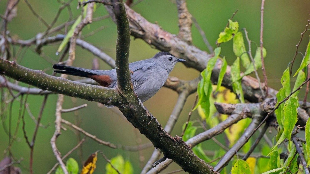 Gray Catbird - ML642253226