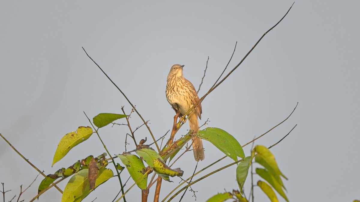 Brown Thrasher - ML642253234