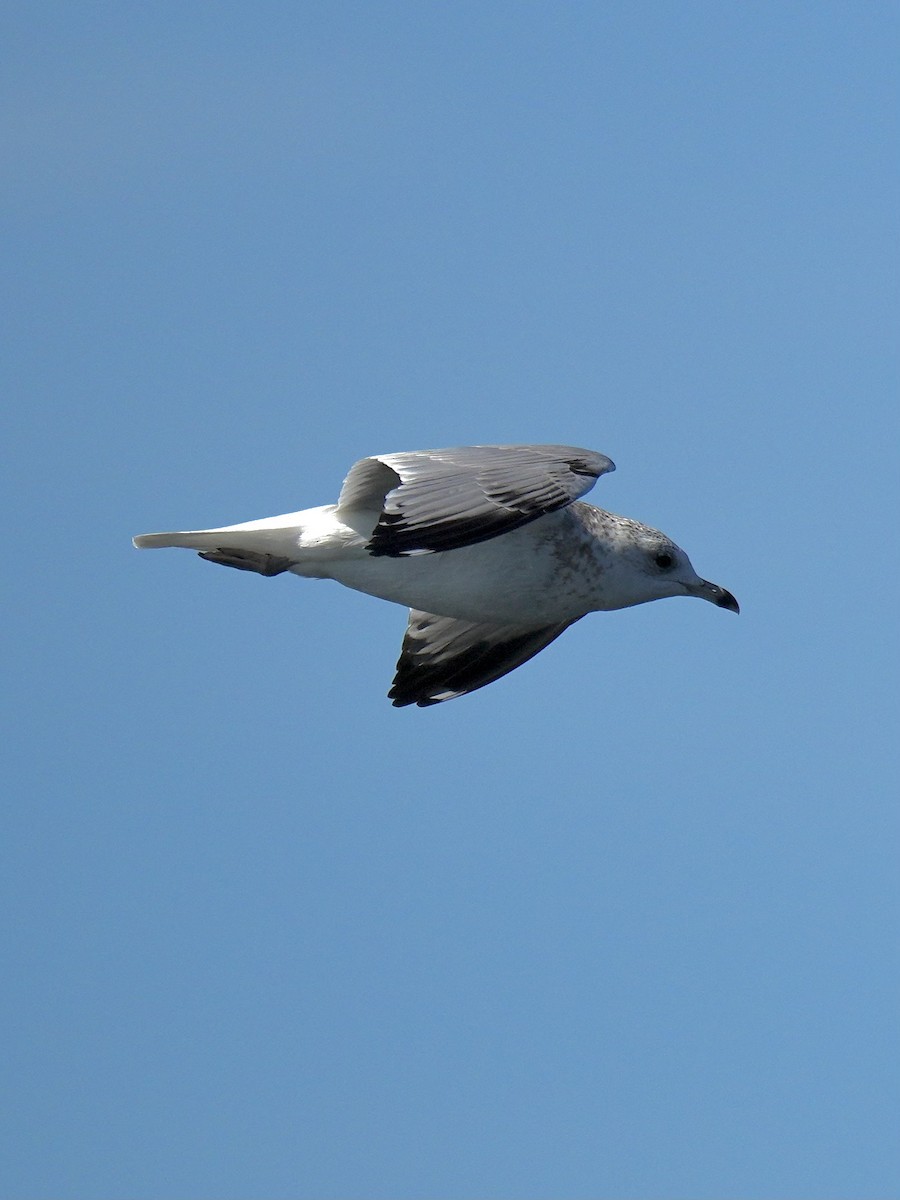 American Herring Gull - ML642253244