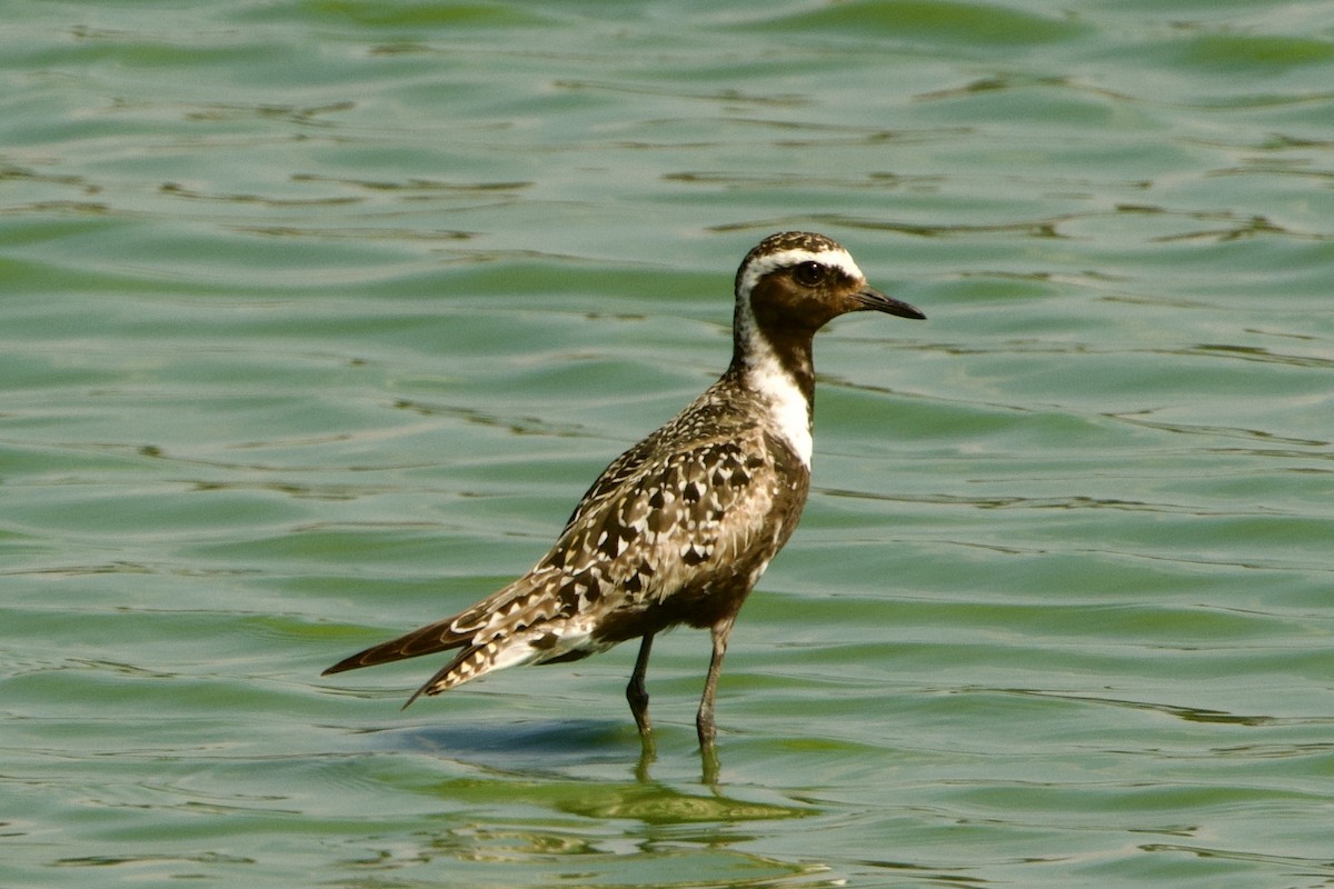 kanadalo - ML642253247