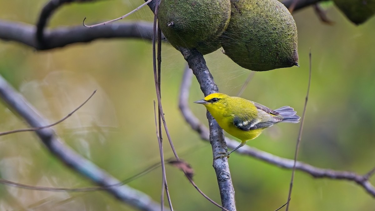 Blue-winged Warbler - ML642253255