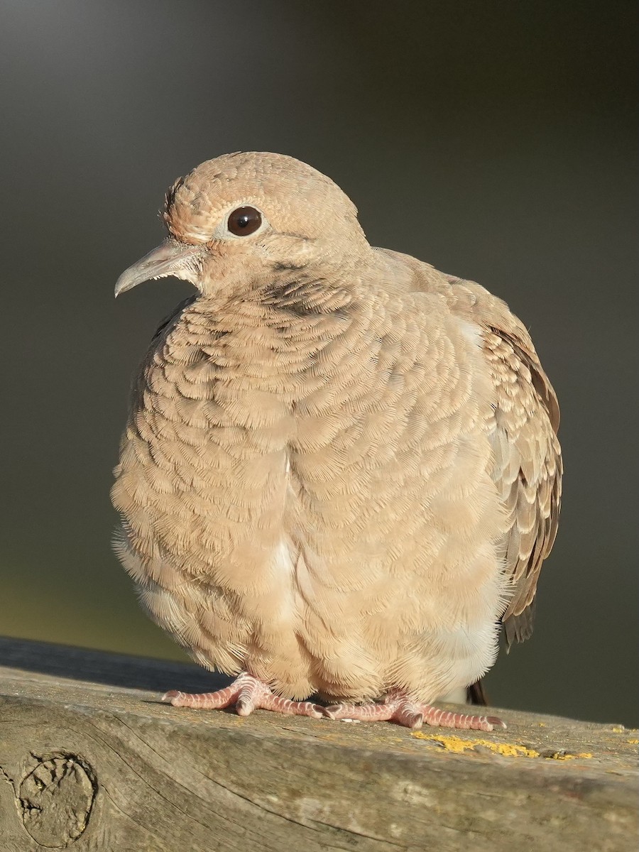 Mourning Dove - ML642253256