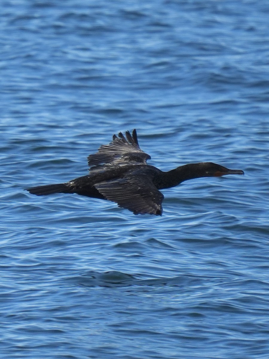Cormoran à aigrettes - ML642253264