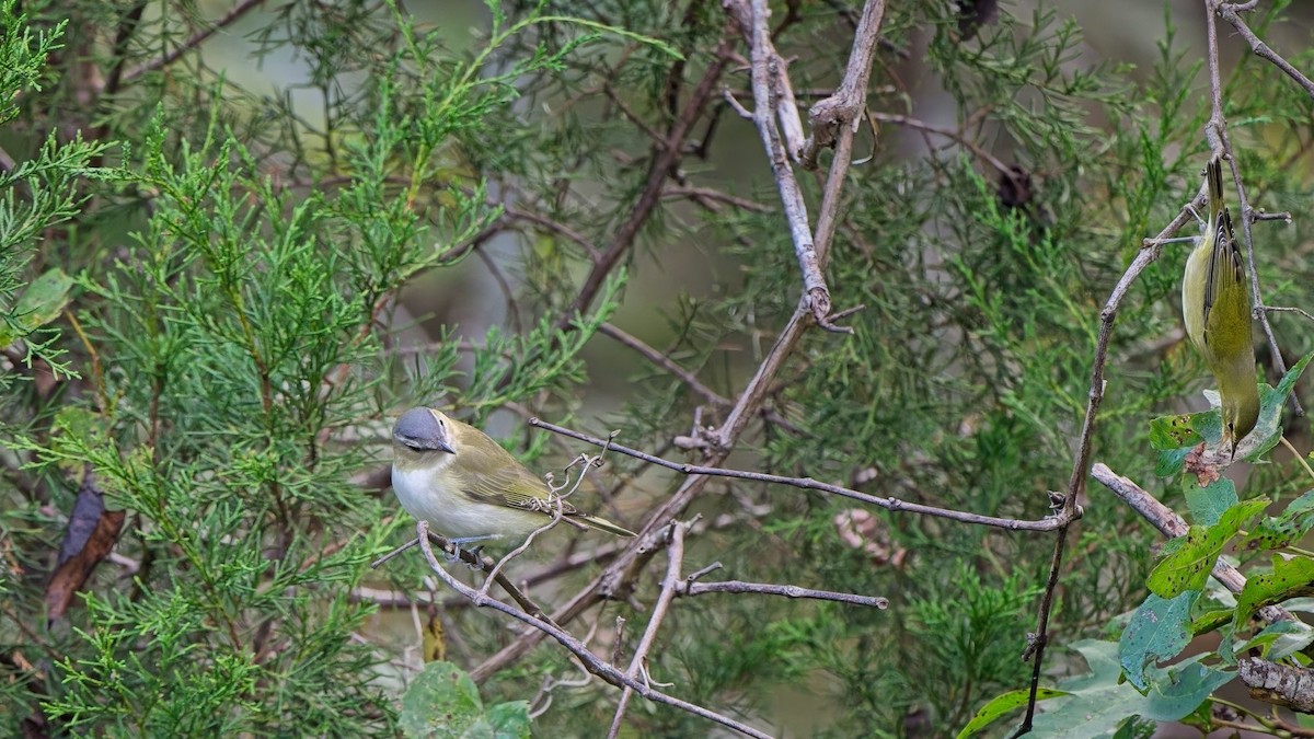 Tennessee Warbler - ML642253271