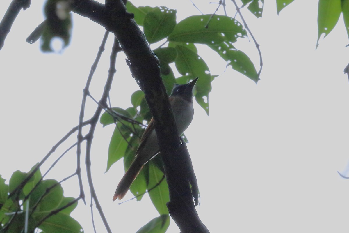 Indian Paradise-Flycatcher - ML642253280