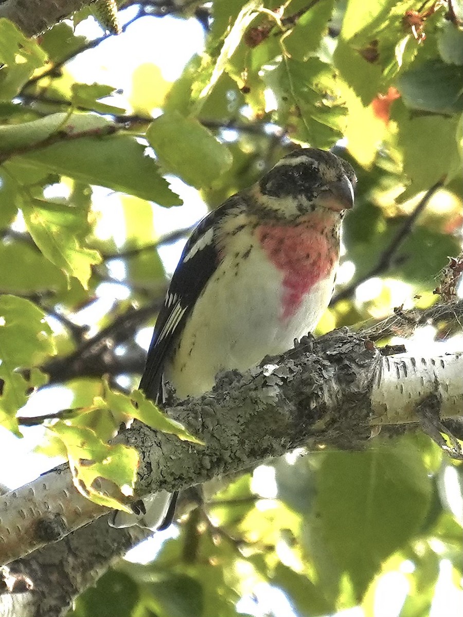 Rose-breasted Grosbeak - ML642253281