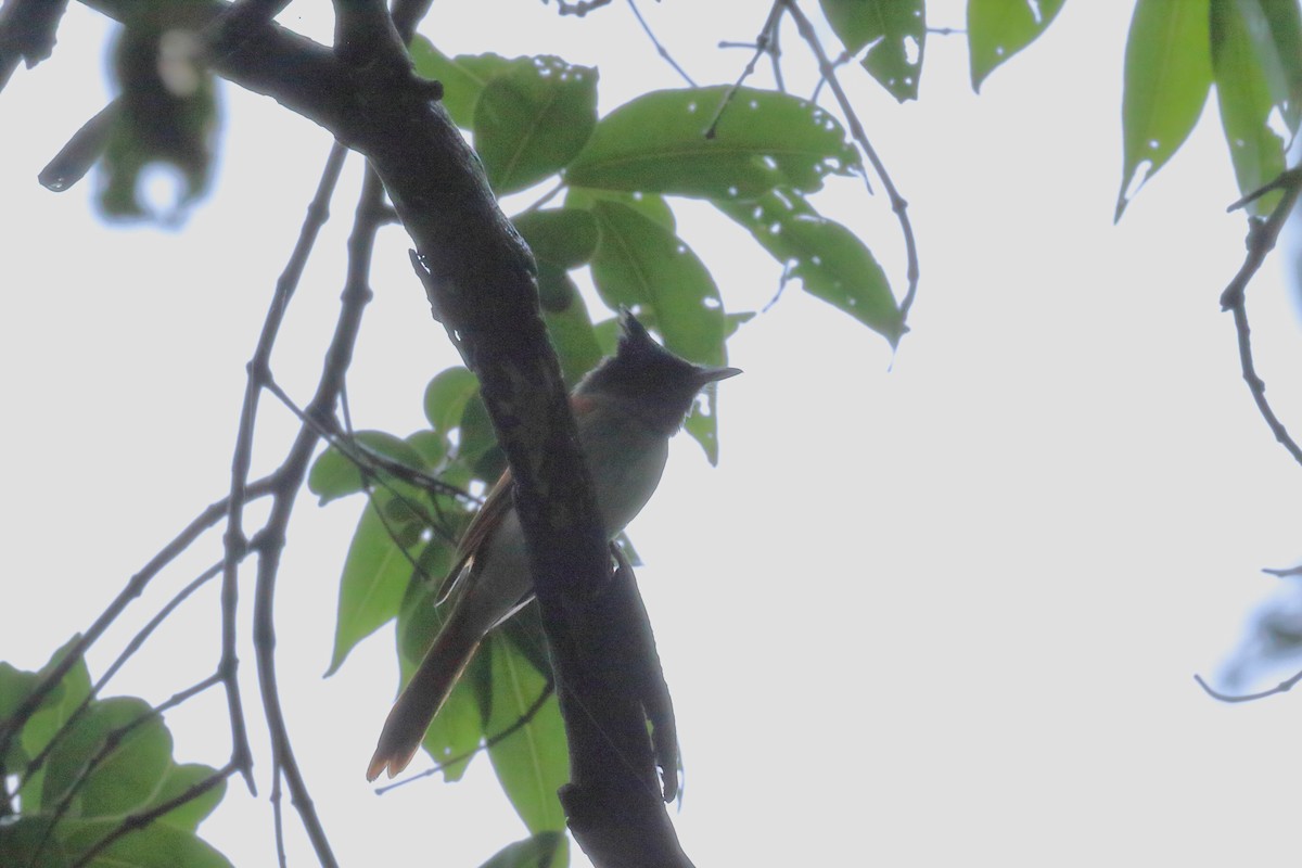 Indian Paradise-Flycatcher - ML642253287