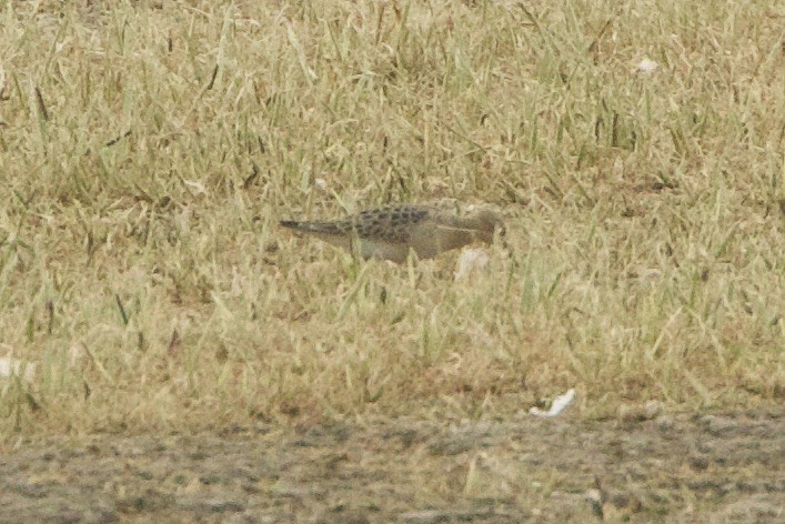 rustsnipe - ML642253289