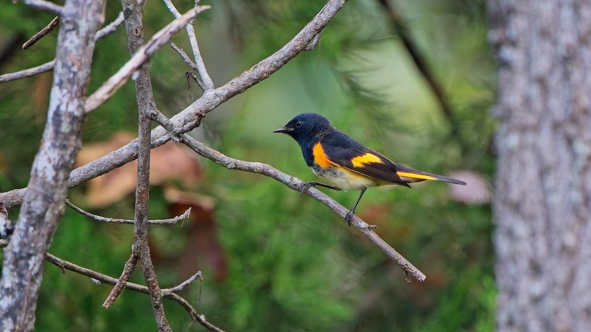 American Redstart - ML642253292
