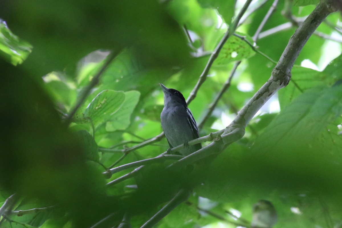 White-winged Becard - ML642253296