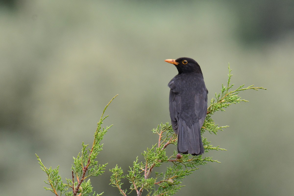 Eurasian Blackbird - ML642253298