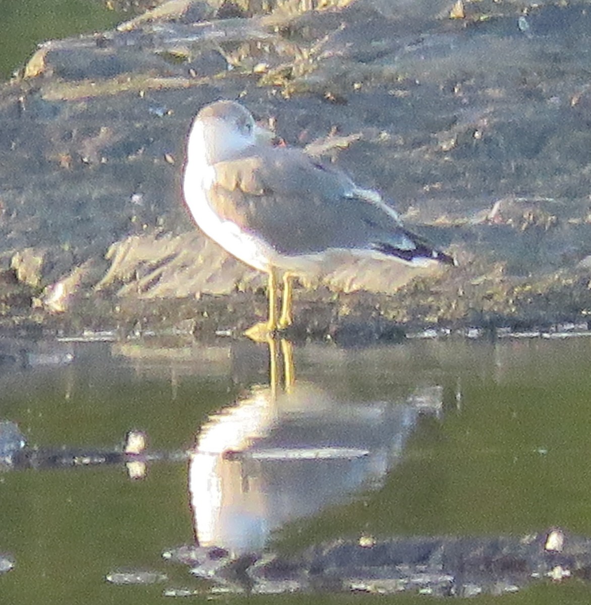 黑尾鷗 - ML642253299