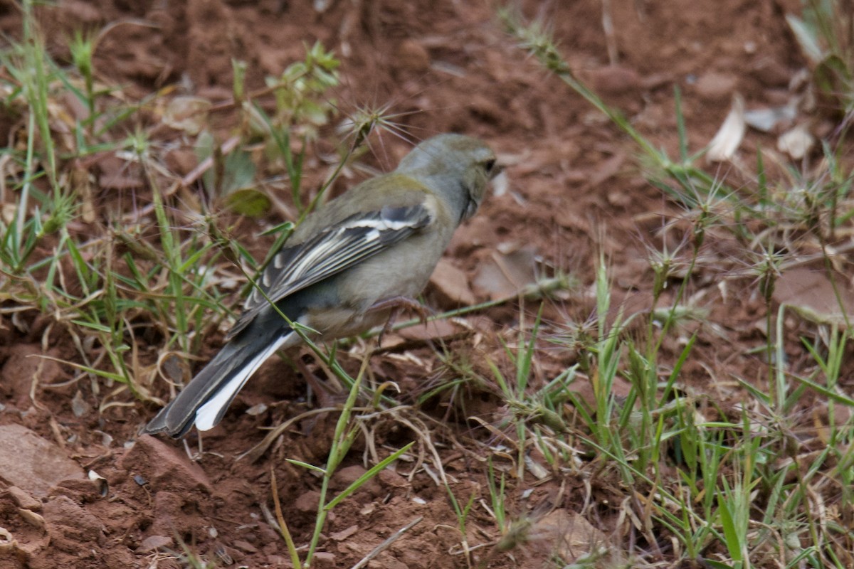 African Chaffinch - ML642253303