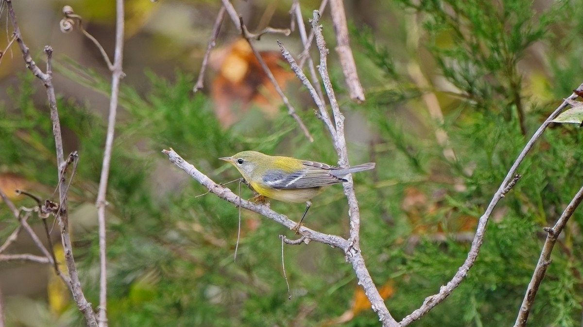 Northern Parula - ML642253305