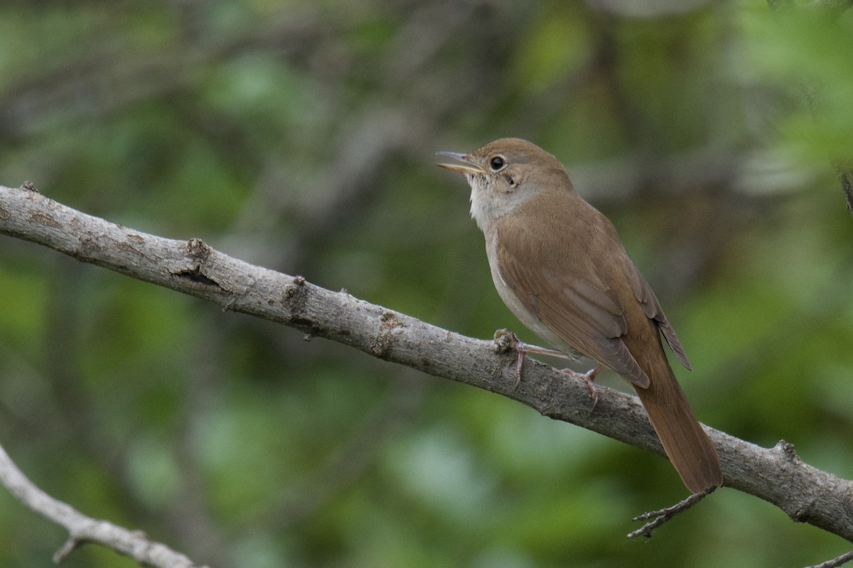 Common Nightingale - ML642253306