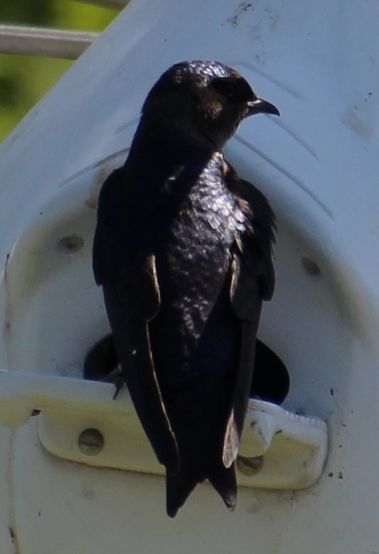 Purple Martin - ML642253307