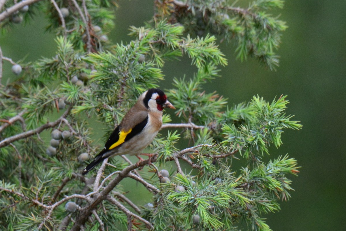 European Goldfinch - ML642253310