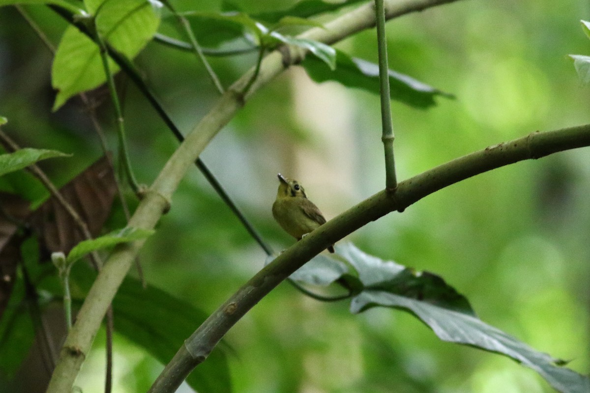 Golden-crowned Spadebill - ML642253312