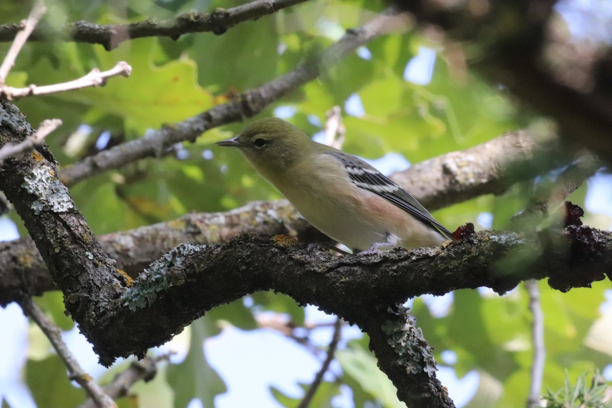 Bay-breasted Warbler - ML642253316