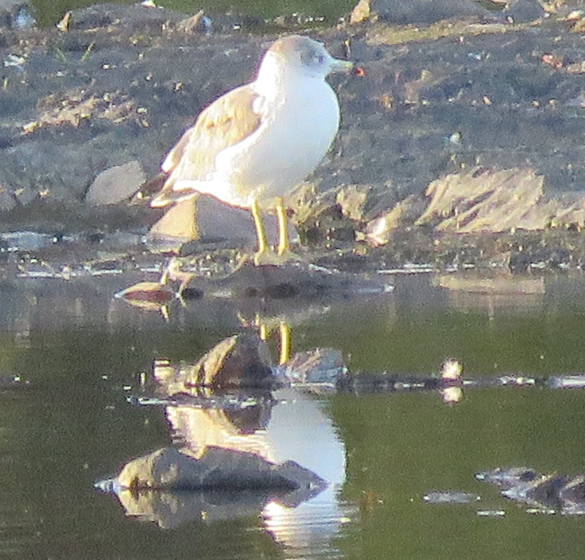 黑尾鷗 - ML642253319