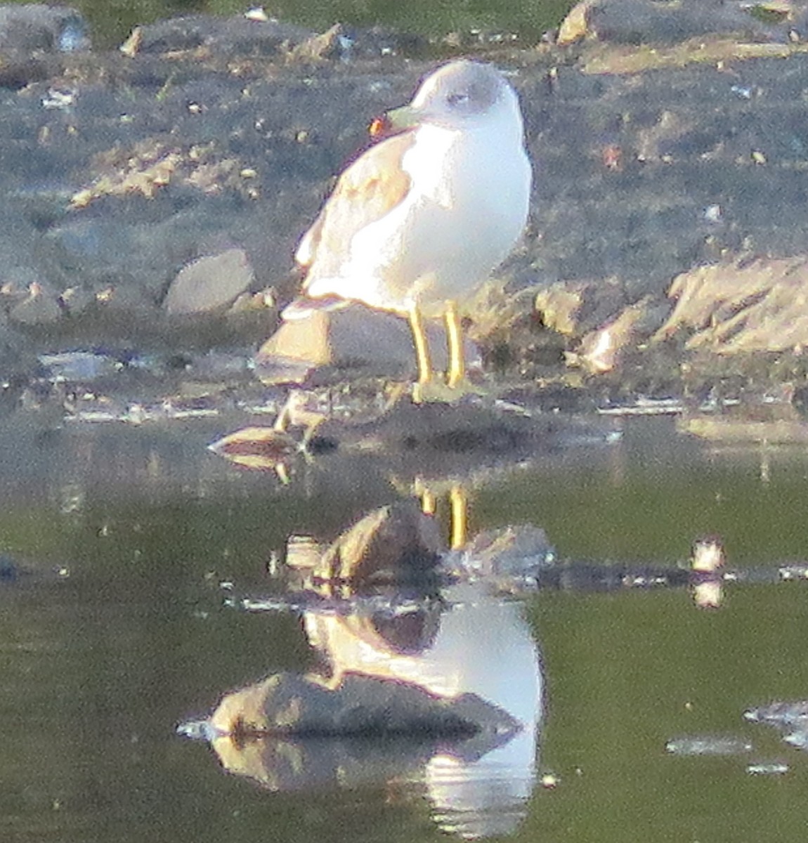 黑尾鷗 - ML642253320