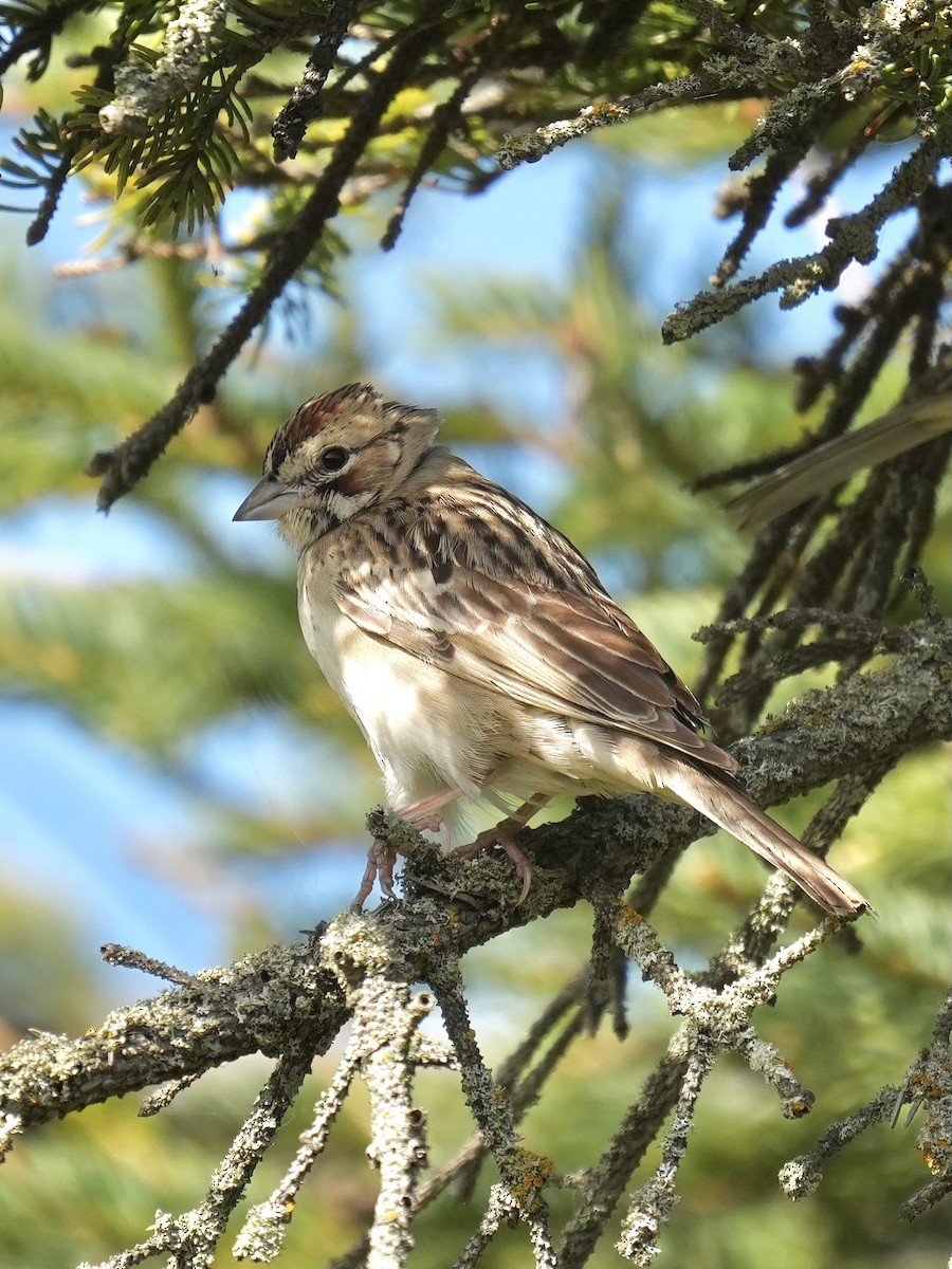 Lark Sparrow - ML642253350