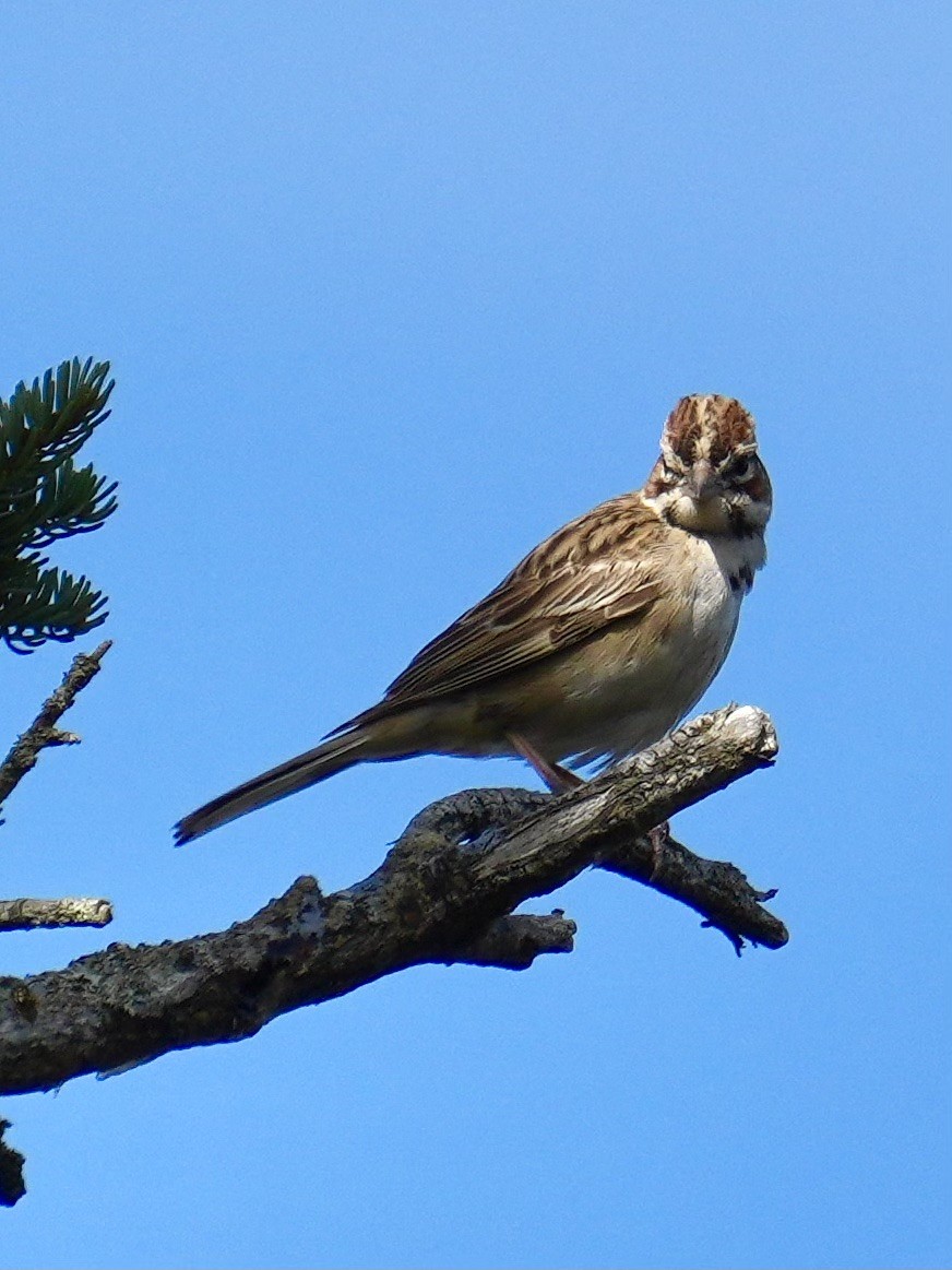 Lark Sparrow - ML642253351