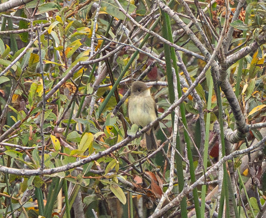 Willow Flycatcher - ML642253387