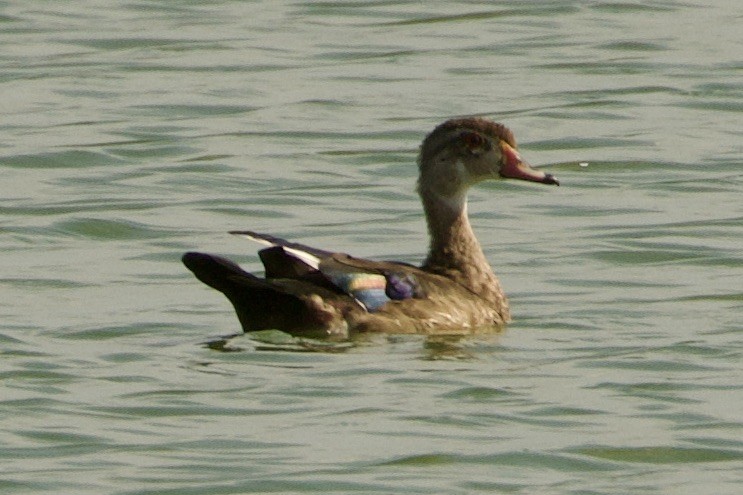 brudeand - ML642253389