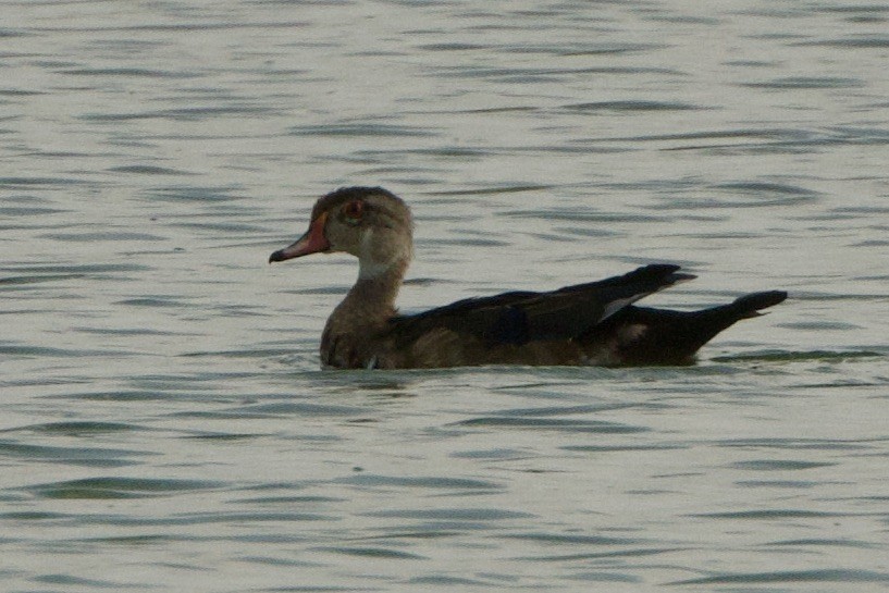 brudeand - ML642253390