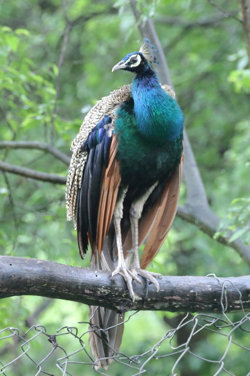 Indian Peafowl - ML642253392