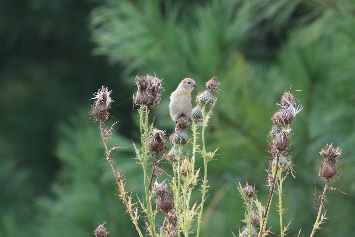 American Goldfinch - ML642253403