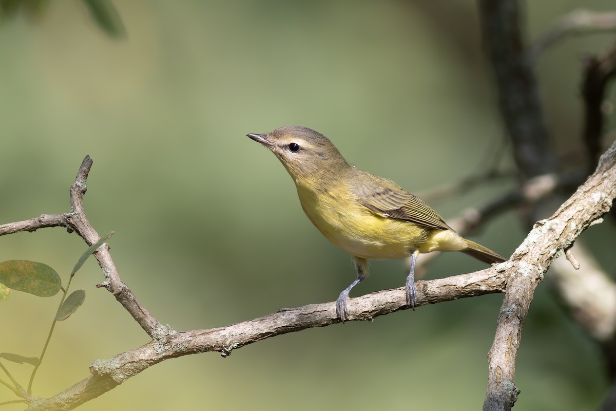 Philadelphia Vireo - ML642253414