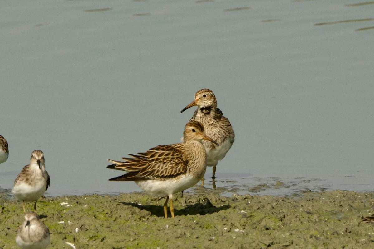 alaskasnipe - ML642253415