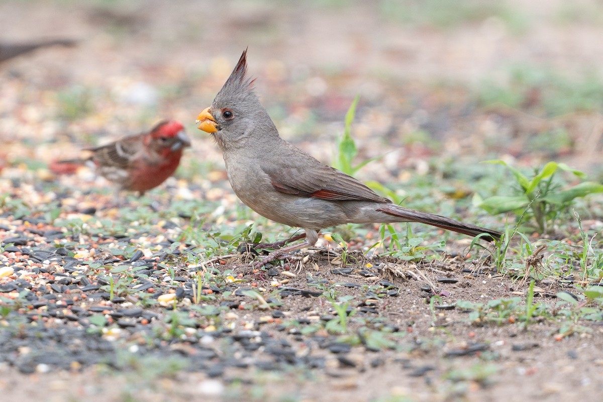 Pyrrhuloxia - ML642253432